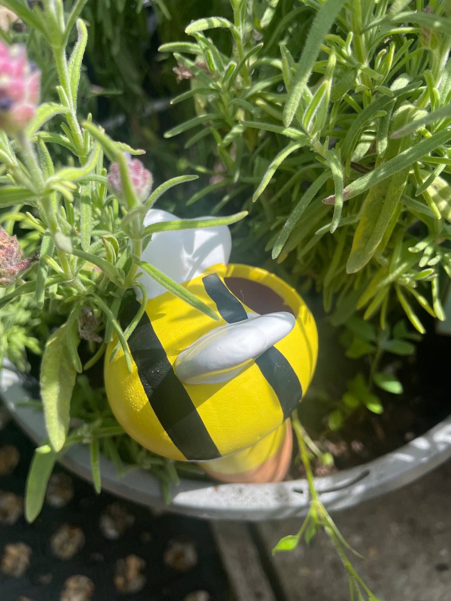SASS & BELLE BEE WATER SPIKE 🐝🐝